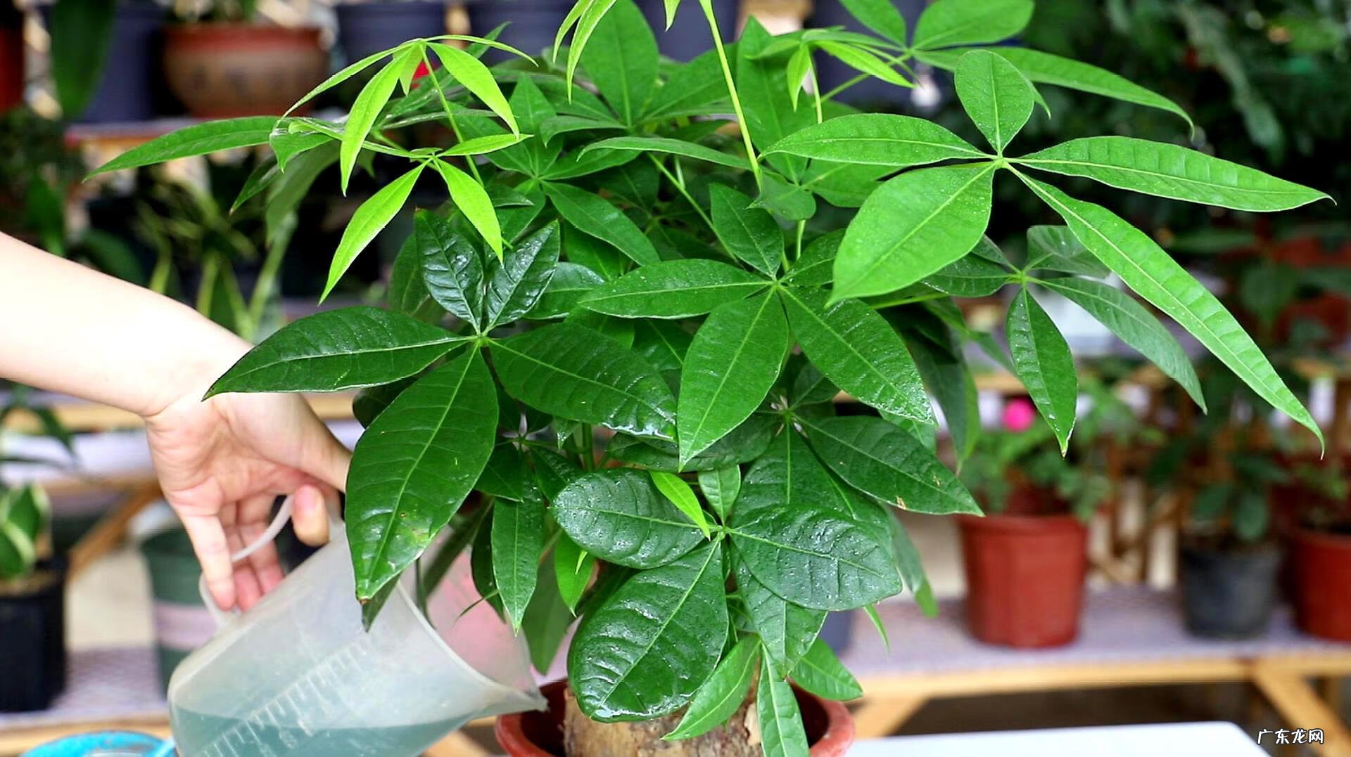 家里种植什么植物对风水最好 家里种什么植物风水最好