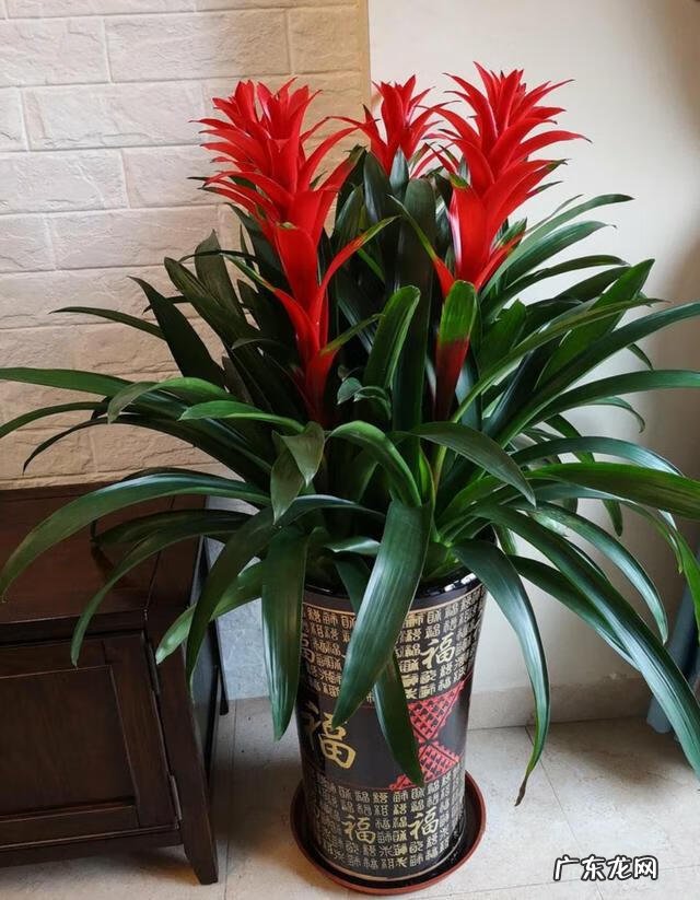 家里种植什么植物对风水最好 家里种什么植物风水最好