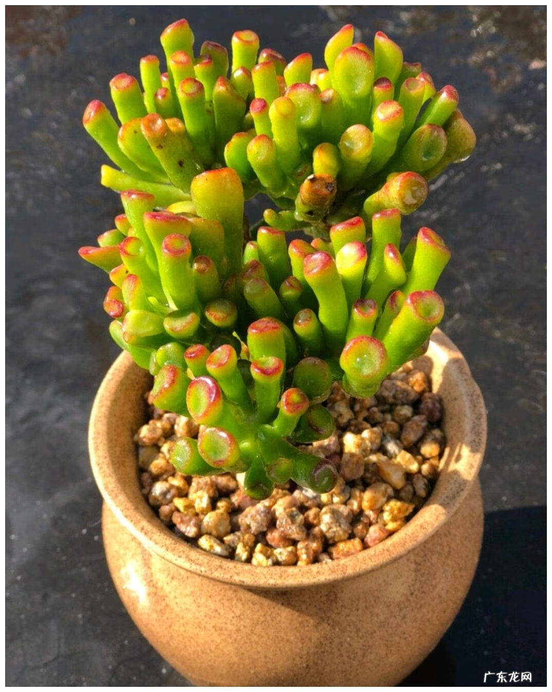 家里种植什么植物对风水最好 家里种什么植物风水最好