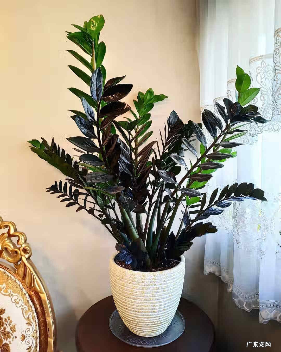 家里种植什么植物对风水最好 家里种什么植物风水最好