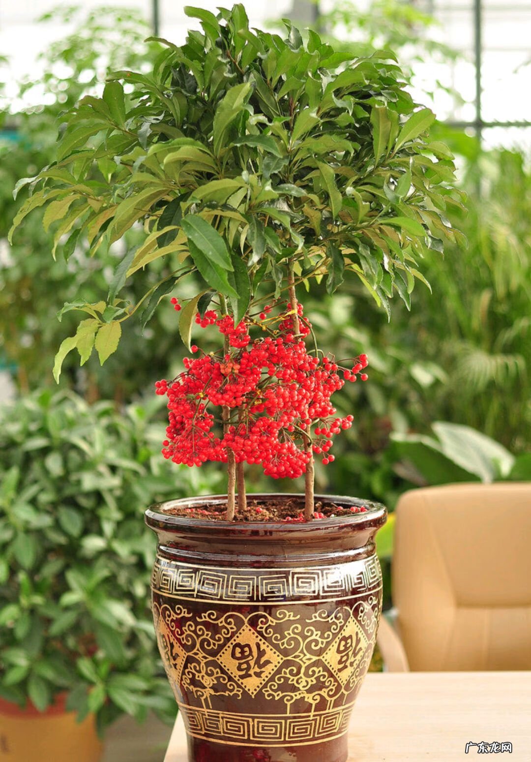 家里种植什么植物对风水最好 家里种什么植物风水最好