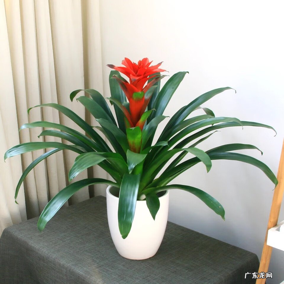 家里种植什么植物对风水最好 家里种什么植物风水最好