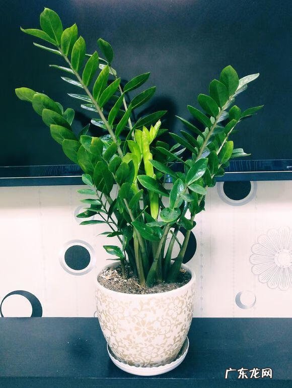 家里种植什么植物对风水最好 家里种什么植物风水最好