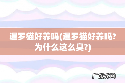 暹罗猫好养吗?为什么这么臭? 暹罗猫好养吗
