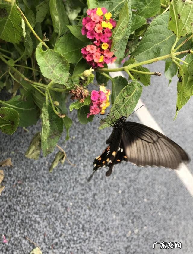 游戏五色球 五色球花是什么样子