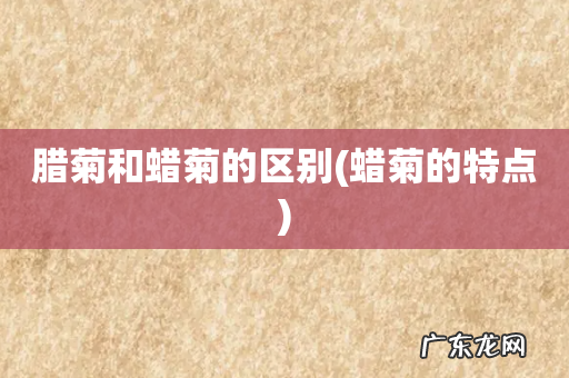 蜡菊的特点 腊菊和蜡菊的区别