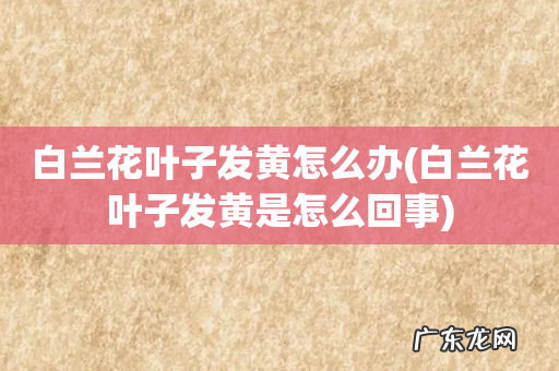 白兰花叶子发黄是怎么回事 白兰花叶子发黄怎么办