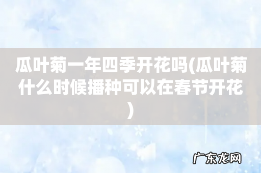 瓜叶菊什么时候播种可以在春节开花 瓜叶菊一年四季开花吗