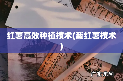 栽红薯技术 红薯高效种植技术