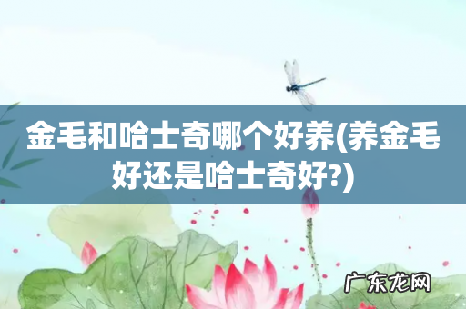 养金毛好还是哈士奇好? 金毛和哈士奇哪个好养
