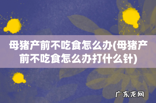母猪产前不吃食怎么办打什么针 母猪产前不吃食怎么办