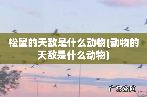 动物的天敌是什么动物 松鼠的天敌是什么动物