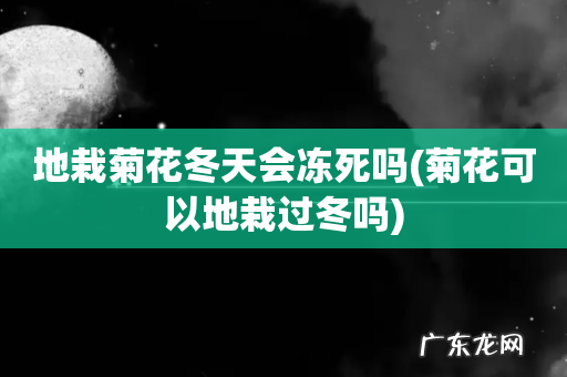 菊花可以地栽过冬吗 地栽菊花冬天会冻死吗