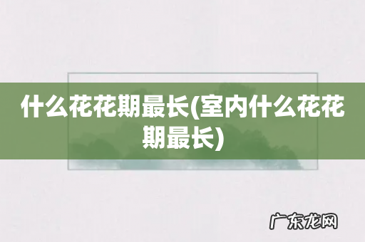 室内什么花花期最长 什么花花期最长