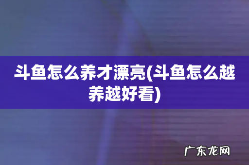 斗鱼怎么越养越好看 斗鱼怎么养才漂亮