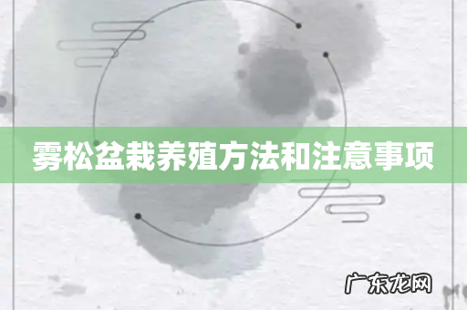 雾松盆栽养殖方法和注意事项