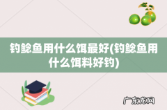 钓鲶鱼用什么饵料好钓 钓鲶鱼用什么饵最好