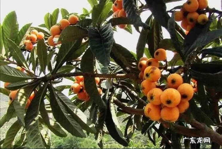 枇杷树栽在门口风水怎么样 种枇杷树风水