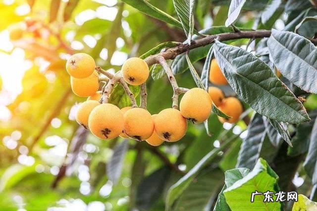 枇杷树栽在门口风水怎么样 种枇杷树风水