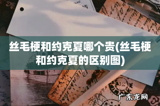 丝毛梗和约克夏的区别图 丝毛梗和约克夏哪个贵