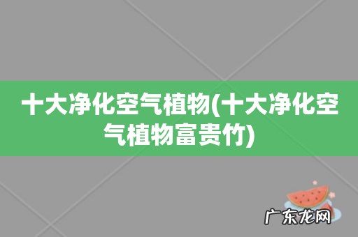 十大净化空气植物富贵竹 十大净化空气植物