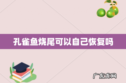 孔雀鱼烧尾可以自己恢复吗