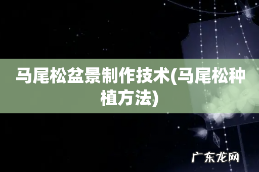 马尾松种植方法 马尾松盆景制作技术