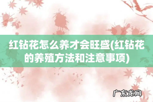 红钻花的养殖方法和注意事项 红钻花怎么养才会旺盛