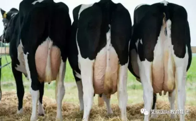 德国在德语中什么意思 德语德国怎么说