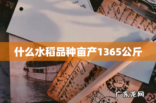 什么水稻品种亩产1365公斤
