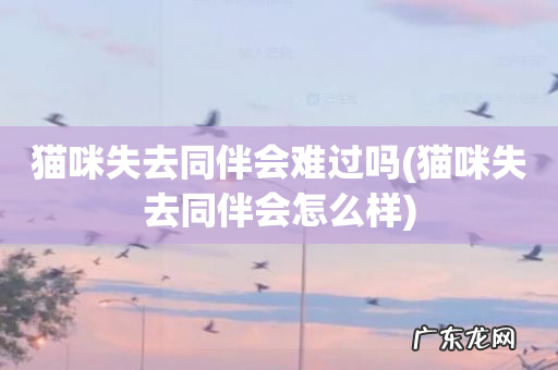 猫咪失去同伴会怎么样 猫咪失去同伴会难过吗