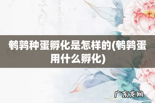 鹌鹑蛋用什么孵化 鹌鹑种蛋孵化是怎样的