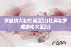 杜宾和罗威纳幼犬区别 罗威纳犬和杜宾区别