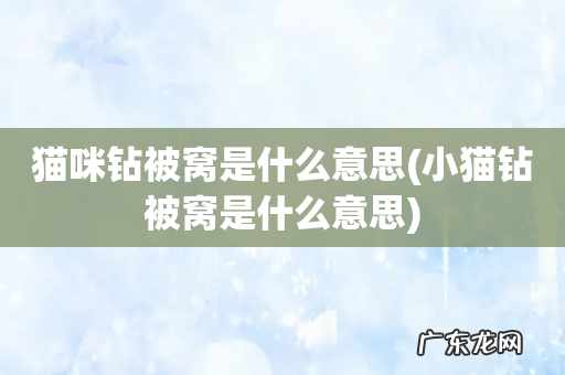 小猫钻被窝是什么意思 猫咪钻被窝是什么意思