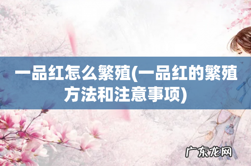 一品红的繁殖方法和注意事项 一品红怎么繁殖