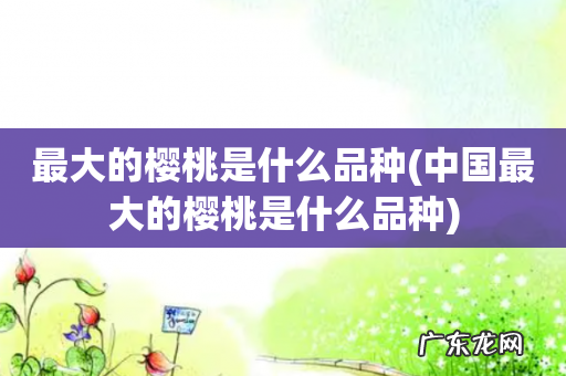 中国最大的樱桃是什么品种 最大的樱桃是什么品种