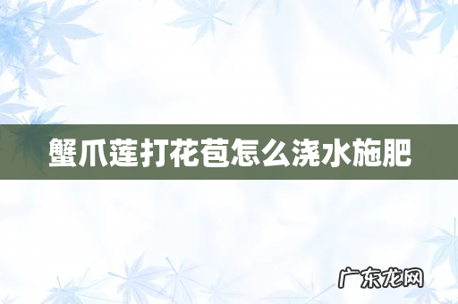 蟹爪莲打花苞怎么浇水施肥