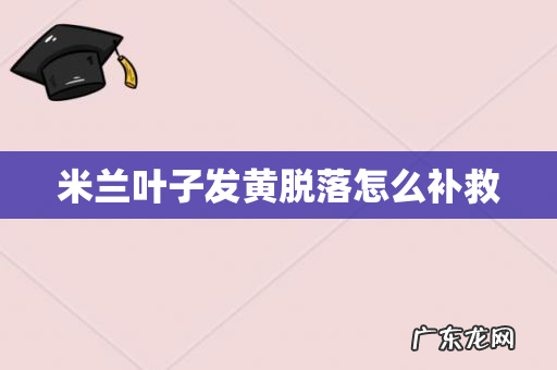 米兰叶子发黄脱落怎么补救