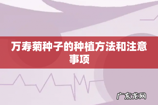 万寿菊种子的种植方法和注意事项