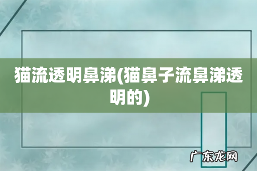 猫鼻子流鼻涕透明的 猫流透明鼻涕