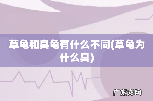 草龟为什么臭 草龟和臭龟有什么不同