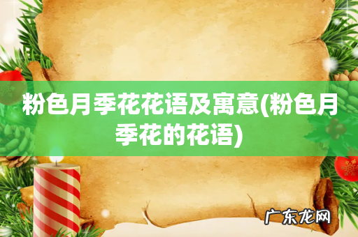 粉色月季花的花语 粉色月季花花语及寓意