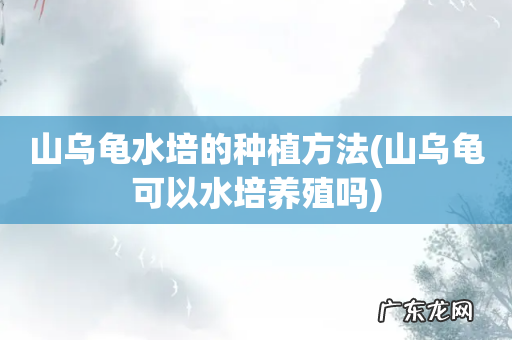 山乌龟可以水培养殖吗 山乌龟水培的种植方法
