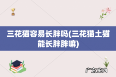 三花猫土猫能长胖胖嘛 三花猫容易长胖吗