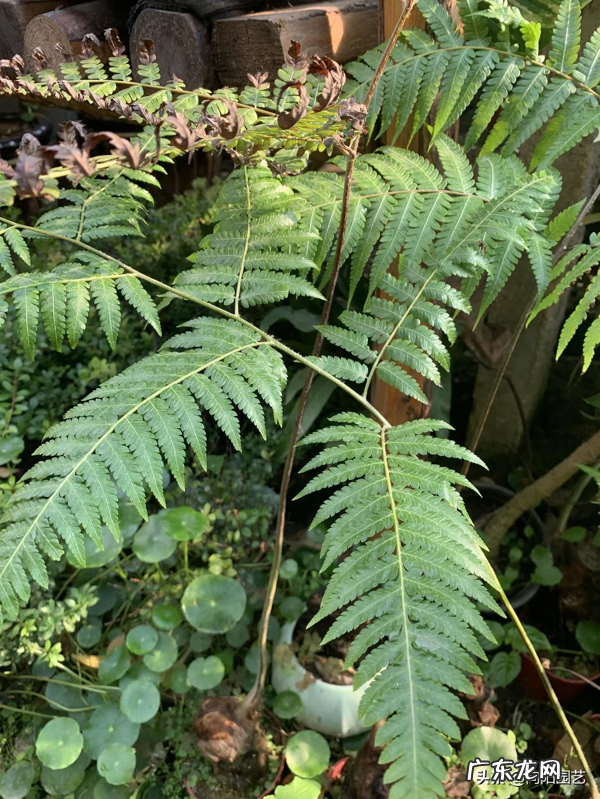 金毛狗蕨植物风水 金毛狗蕨类植物价值