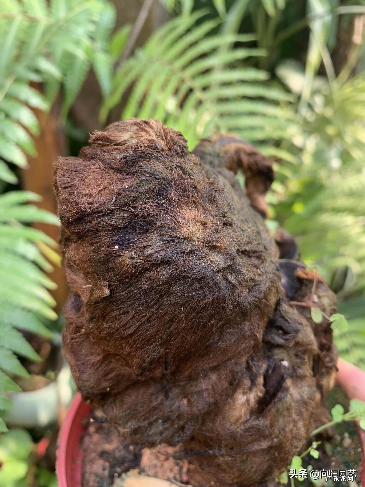 金毛狗蕨植物风水 金毛狗蕨类植物价值