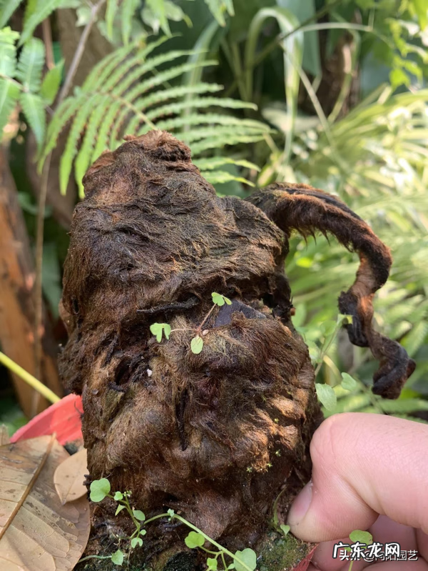 金毛狗蕨植物风水 金毛狗蕨类植物价值