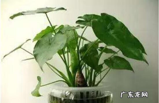 滴水观音风水是什么 卧室滴水观音