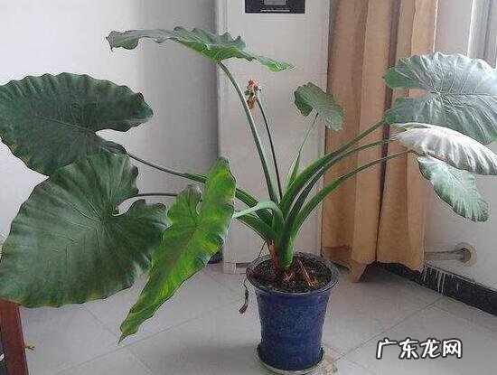 滴水观音风水是什么 卧室滴水观音