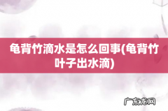龟背竹叶子出水滴 龟背竹滴水是怎么回事
